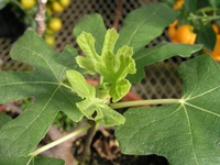 Brown turkey fig with new leaves
