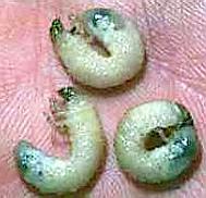 Japanese beetle grubs