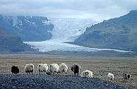 Icelandic sheep in front of a glacier