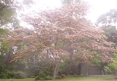 The mimosa tree