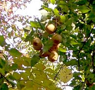 Wood pears