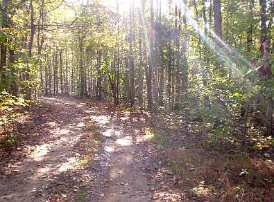 Driveway in the autumn