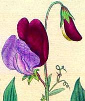 Lathyrus Odoratus