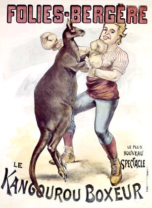 Kangaroo boxer