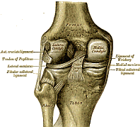 The knee joint