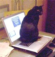 Lulu on the laptop