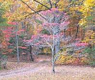 Virginia fall colors